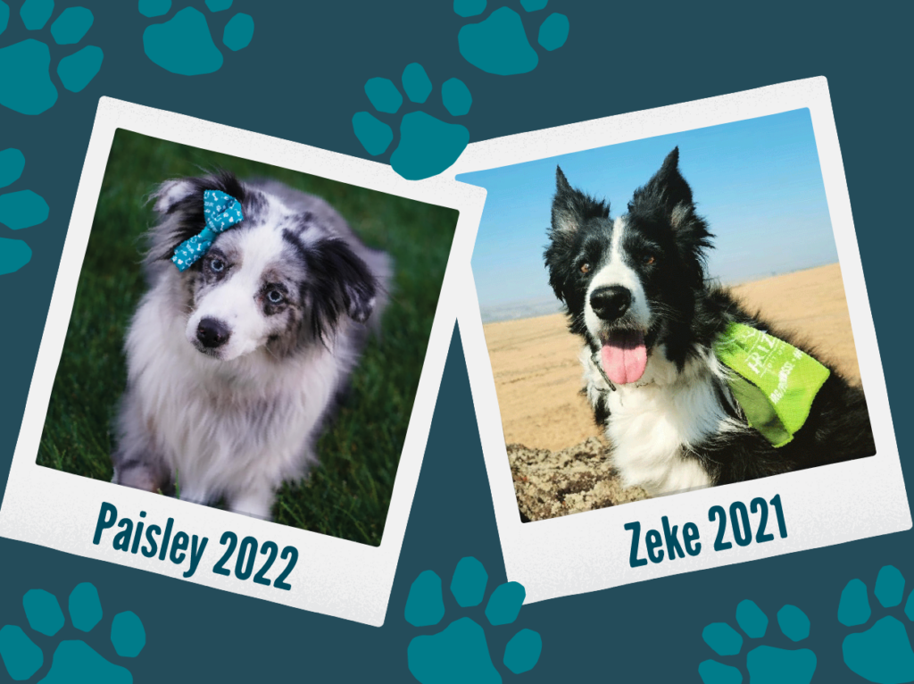 Pet Pawsee Paisley and Zeke past winner pictures